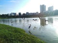 Lake side birds flying beautiful sunset view landscape scenery Royalty Free Stock Photo