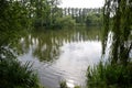 Lake in Silesian Park, green plants and tree`s reflection in water Royalty Free Stock Photo