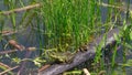 in the lake sits on a stick, very realistic, the toad looks into the eyes, inflated balls near the eyes, dirty water