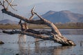 Lake Skadar - Massive old tree trunk on Lake Skadar National Park near Virpazar, Montenegro, Balkans, Europe Royalty Free Stock Photo