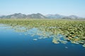 Lake Skadar view with floating lily pads and mountain background Royalty Free Stock Photo