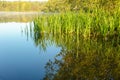 Lake with a smooth surface and reeds reflected in the water Royalty Free Stock Photo