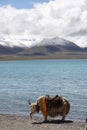 Lake,snow moutains & yak Royalty Free Stock Photo