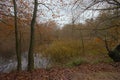 Lake in Sonian forest in fall Royalty Free Stock Photo