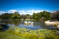 A lake in Stellenbosch, the vineyards and wine region near Cape Town, Southafrica Royalty Free Stock Photo