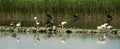 Lake stork duck Royalty Free Stock Photo