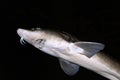 Lake Sturgeon, acipenser fulvescens Royalty Free Stock Photo