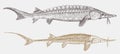 Lake sturgeon and threatened shovelnose sturgeon in side view