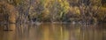 lake with submerged trees