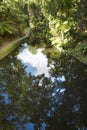 Lake, subtropical forest and pathway in Sao Jorge, Azores. Portu Royalty Free Stock Photo