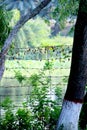 Lake in Sundarban Mangrove forest