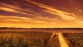 Lake at sunset overgrown with reeds. Beautiful natural landscape at night, bright cloudy sky over reservoir Royalty Free Stock Photo