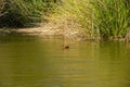 Lake at sunset and silhouette of Cinnamon teal duck floating on water Royalty Free Stock Photo