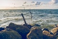 Picture of a fyke or fishing net at the IJsselmeer lake in the N Royalty Free Stock Photo