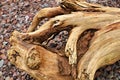 Lake Superior Driftwood Royalty Free Stock Photo