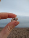 Lake Superior Hagstone Holey Stone Fairy Stone