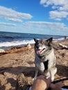 Lake Superior Norwegian Elkhound Dog sand beach driftwood Royalty Free Stock Photo