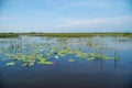 Lake Surface with Water Lily Flowers. Thale Noi Waterfowl Reserve Lake, Thailand