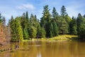 The lake surrounded by evergreen firs