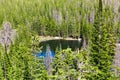 Lake surrounded by evergreen pine forest Royalty Free Stock Photo