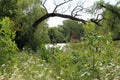 A small lake surrounded by wildflowers and trees in Ethel`s Woods Forest Preserve in Illinois