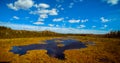 Lake swamp Royalty Free Stock Photo