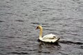 lake with the Swan, water birds of the duck family Royalty Free Stock Photo