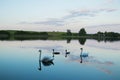 Lake with swans reeds forest and bridge at calm eavening summer day