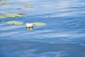 on a lake in Sweden in Smalland. Water lily field with white flowers, in water Royalty Free Stock Photo