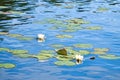 on a lake in Sweden in Smalland. Water lily field with white flowers, in water Royalty Free Stock Photo