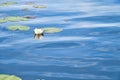 on a lake in Sweden in Smalland. Water lily field with white flowers, in water Royalty Free Stock Photo