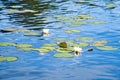 on a lake in Sweden in Smalland. Water lily field with white flowers, in water Royalty Free Stock Photo