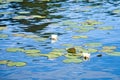 on a lake in Sweden in Smalland. Water lily field with white flowers, in water Royalty Free Stock Photo