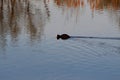 In the lake swimming duck Royalty Free Stock Photo