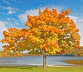 Sugar maple tree Lake Taghkanic State Park in Fall Royalty Free Stock Photo