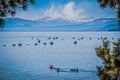 Lake Tahoe with turqoise blue sater and many boats moored and tourists paddleboating with snowcovered mountains in distance framed