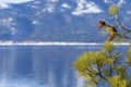 Lake Tahoe in Winter with Pine tree and Pine cone as border on right side of background image. Royalty Free Stock Photo