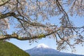 Fuji Mountain and Sakura Branches at Tanukiko lake, Fujinomiya, Shizuoka, Japan Royalty Free Stock Photo