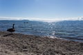 Lake Taupo Black Swan