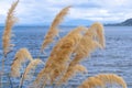 Lake Taupo blue water and toetoe plant Royalty Free Stock Photo