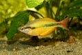 Lake Tebera rainbowfish Aquarium fish Melanotaenia herbertaxelrodi Royalty Free Stock Photo