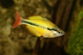 Lake Tebera rainbowfish Aquarium fish Melanotaenia herbertaxelrodi