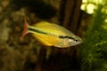 Lake Tebera rainbowfish Aquarium fish Melanotaenia herbertaxelrodi Royalty Free Stock Photo