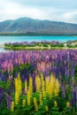 Lake Tekapo Lupin Field in New Zealand Royalty Free Stock Photo