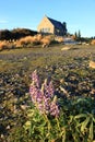 Lake Tekapo,South Island New Zealand. Royalty Free Stock Photo