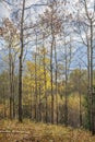 Lake Teletskoye, Altai Mountains.