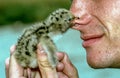 A lake tern chick grabbed a man\'s nose with its beak, funny shot