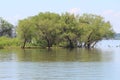 Lake Texoma Tree landscapes Royalty Free Stock Photo