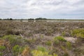 Lake Thetis with Bushland Royalty Free Stock Photo