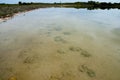 Lake Thetis Stromatolites Royalty Free Stock Photo